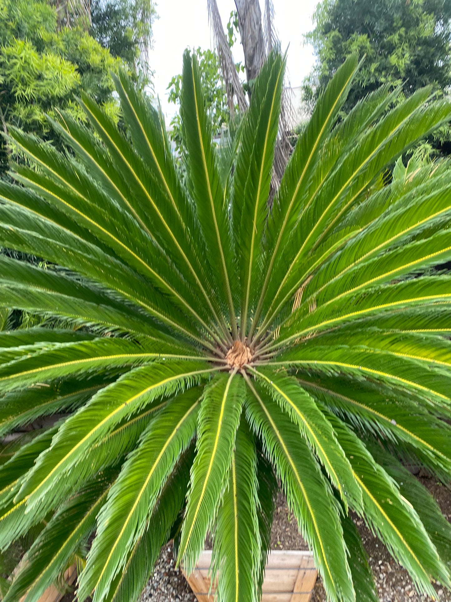 Cycas Revoluta ( Sago Palm )