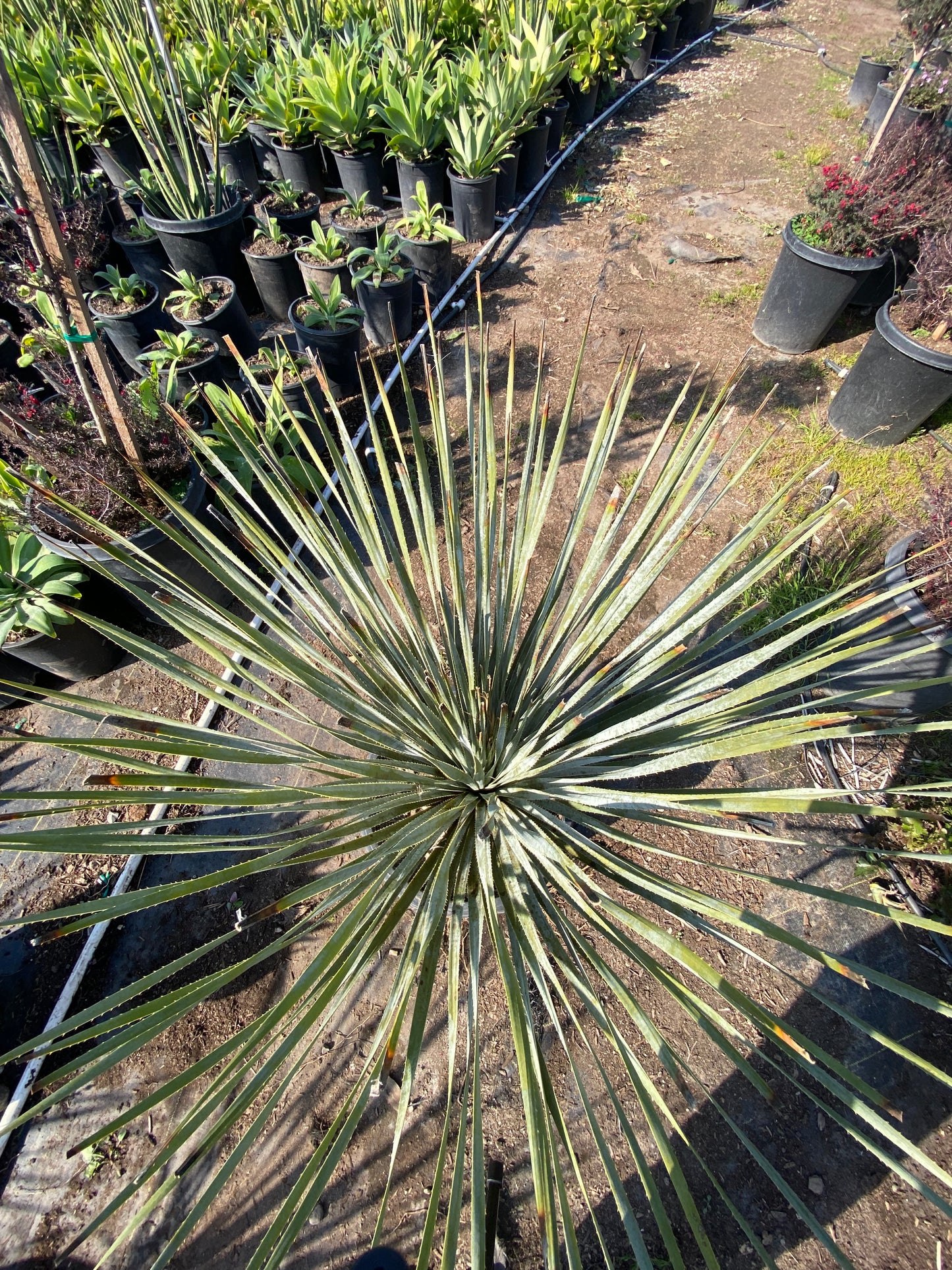 Dasyliron Wheeleri ( Desert Spoon Plant )