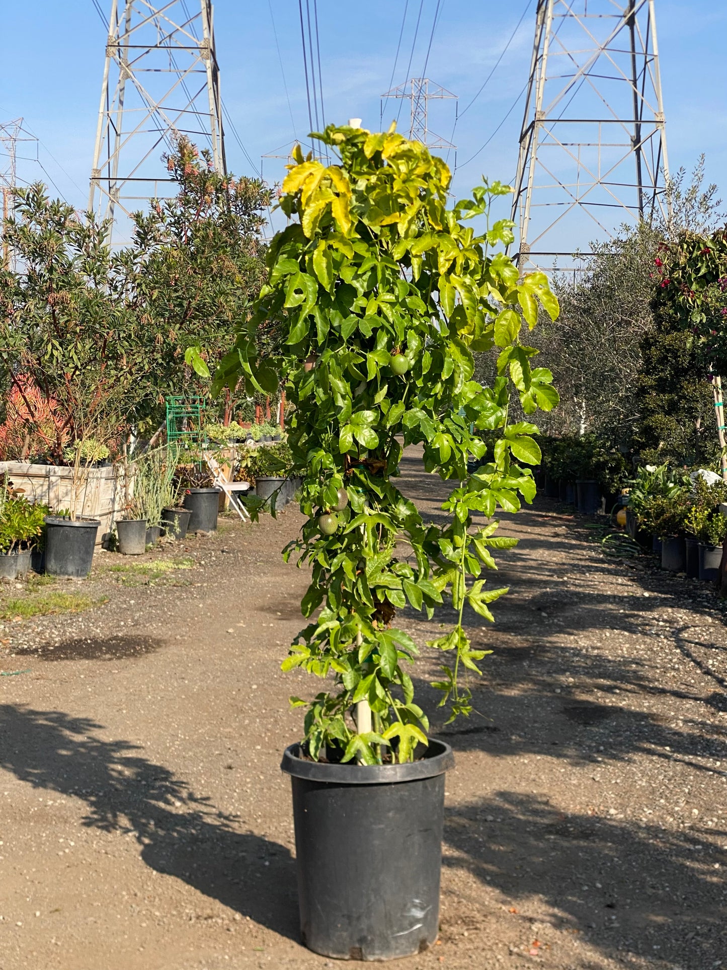 Passiflora Edulis ( Passion Fruit )