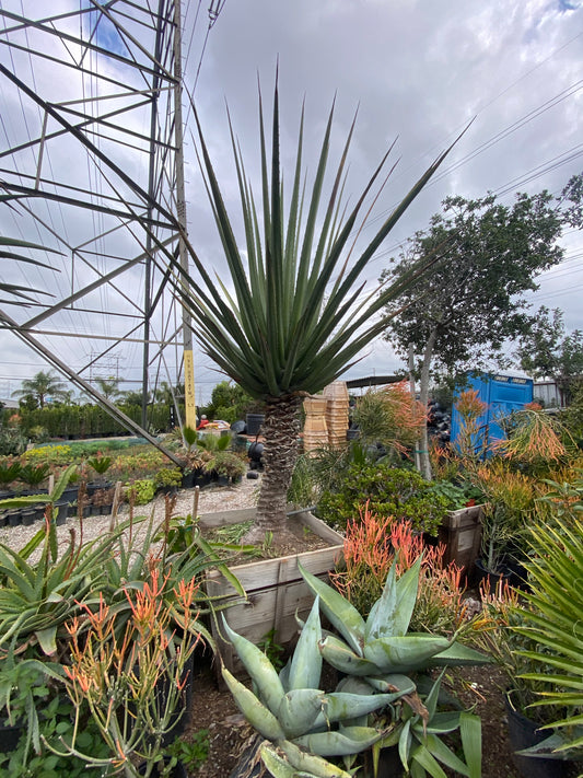 Furcraea Macdougallii ( Macdougall’s Century Plant )