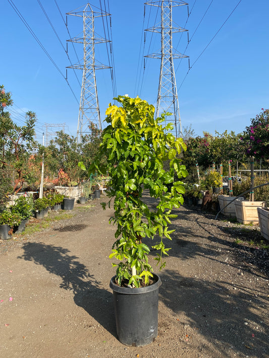 Passiflora Edulis ( Passion Fruit )