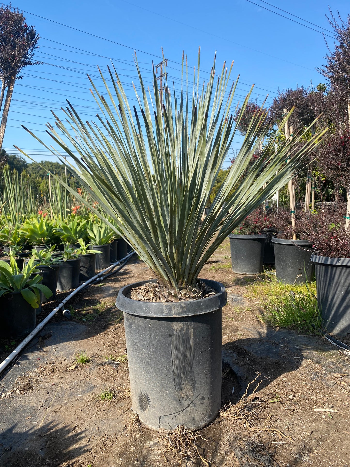 Dasyliron Wheeleri ( Desert Spoon Plant )