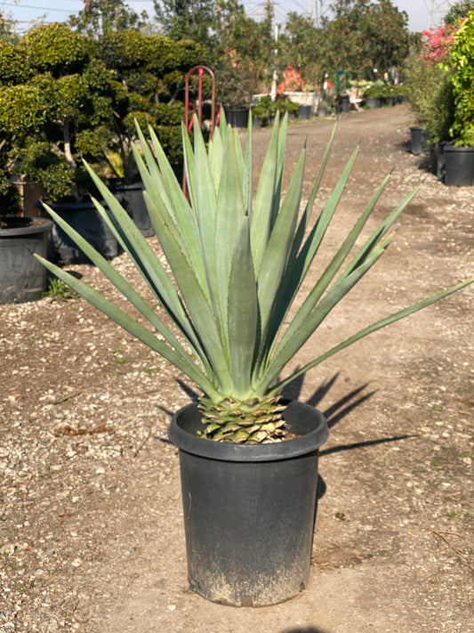 Agave Tequilana ( Blue Agave)