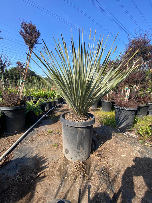 Dasyliron Wheeleri ( Desert Spoon Plant )