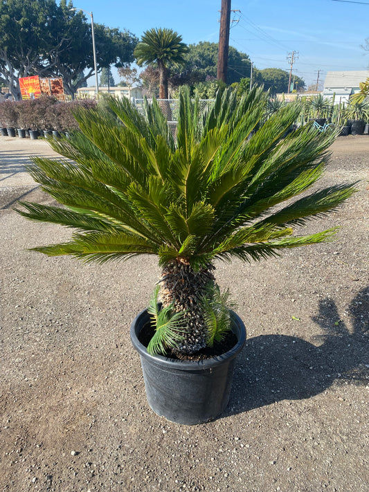 Cycas Revoluta ( Sago Palm )