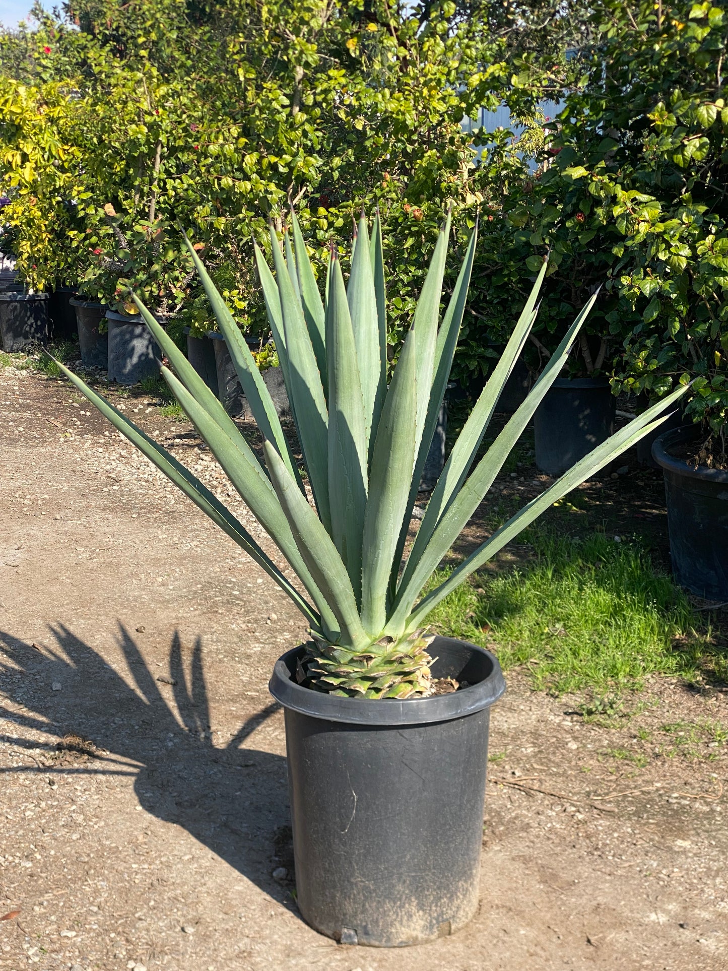 Agave Tequilana ( Blue Agave)