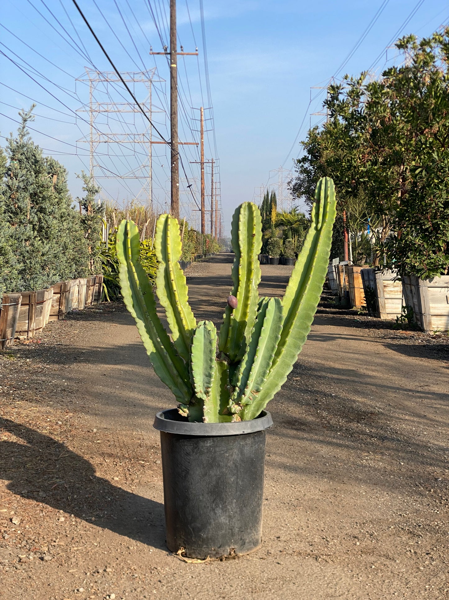 Cereus Repandus ( Peruvian Apple Cactus )