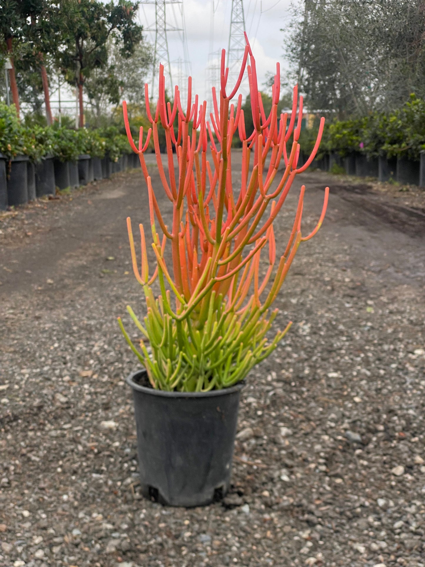 Euphorbia Tirucalli ( Fire Stick ,  Pencil Cactus )