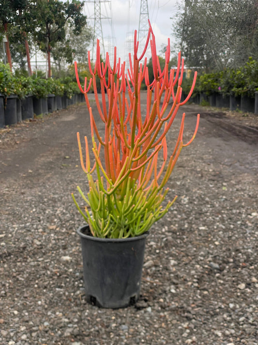 Euphorbia Tirucalli ( Fire Stick ,  Pencil Cactus )