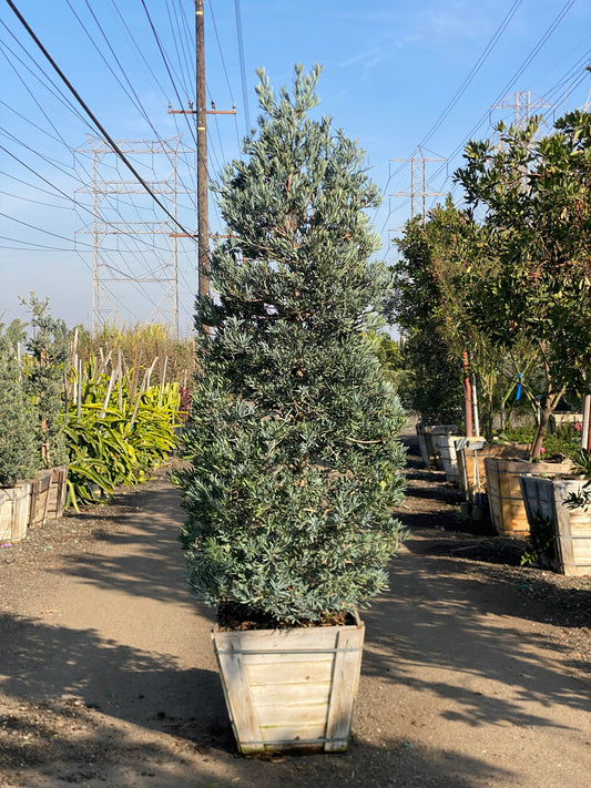 Podocarpus Elongates ( Icee Blue , Sky Blue )