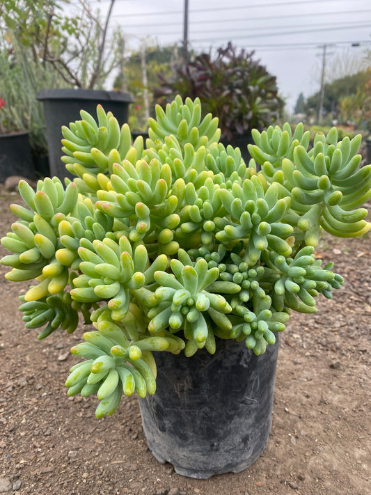 Sedum Pachyphyllum ( Blue Jelly Bean Plant )