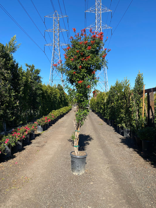 Tecoma capensis