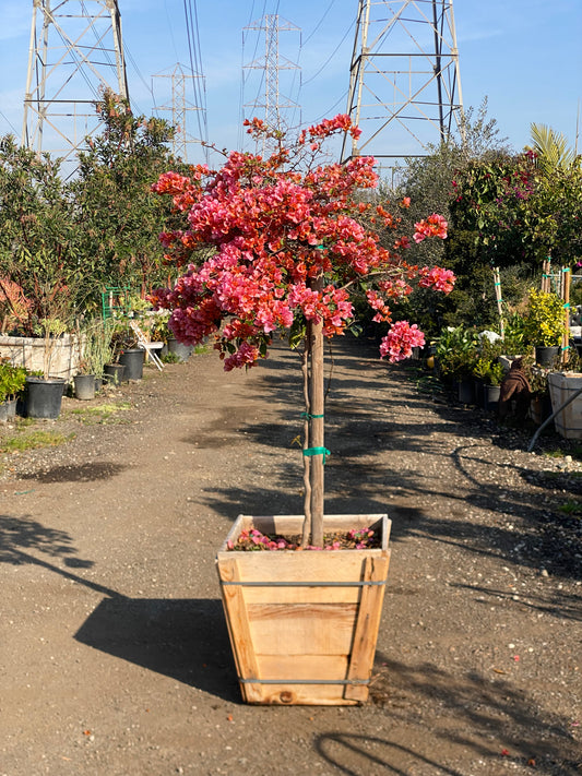 Bougainvillea (Peach Color)