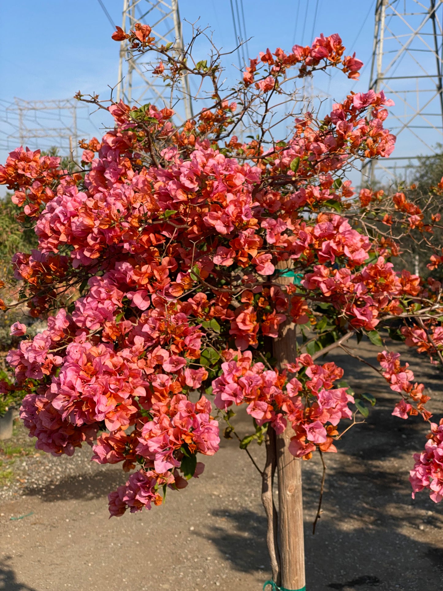 Bougainvillea (Peach Color)