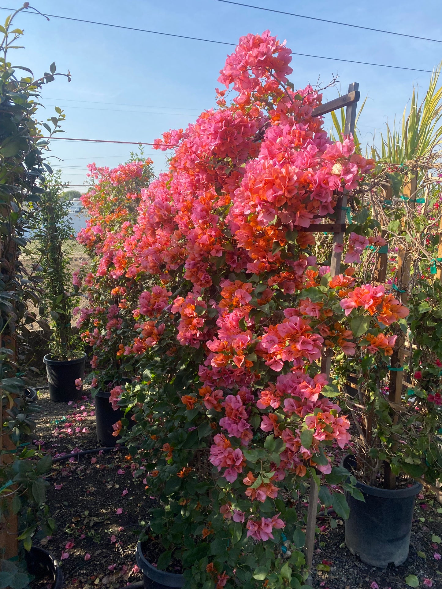 Bougainvillea (Peach Color)